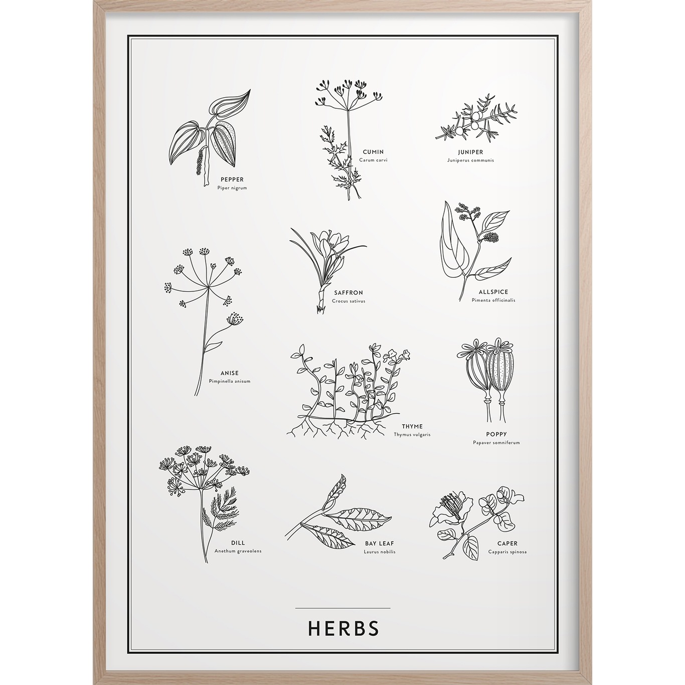 Herbs Plakat 30x40 cm